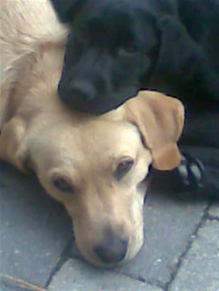 Labrador retriever Chilla - charko og chilla da charko var hvalp billede 4