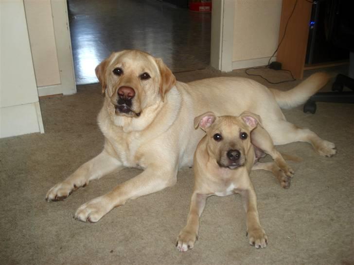 Labrador retriever Chico - Min ven Joe og jeg billede 20