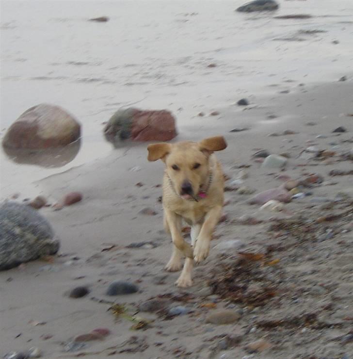 Labrador retriever Chilla billede 5