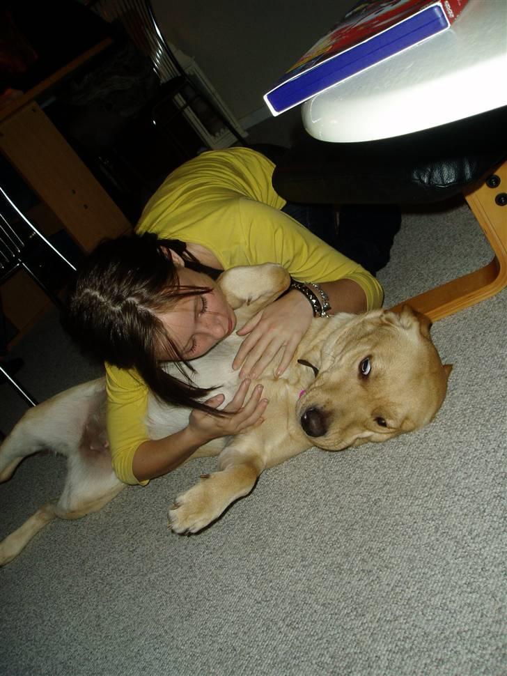 Labrador retriever Chilla - chilla og jeg for et par år siden billede 6