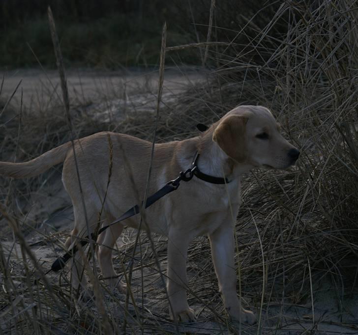 Labrador retriever Chilla billede 7