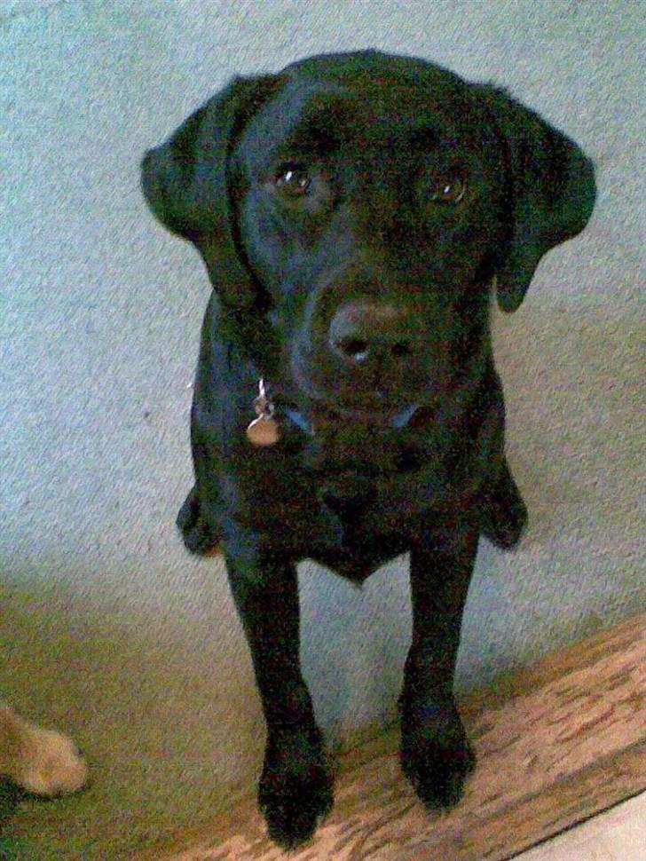 Labrador retriever Charko billede 1