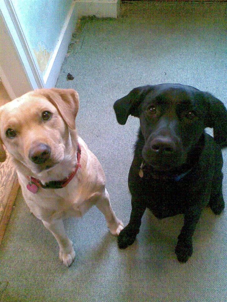 Labrador retriever Charko billede 2