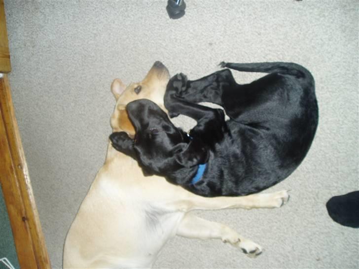 Labrador retriever Charko billede 3