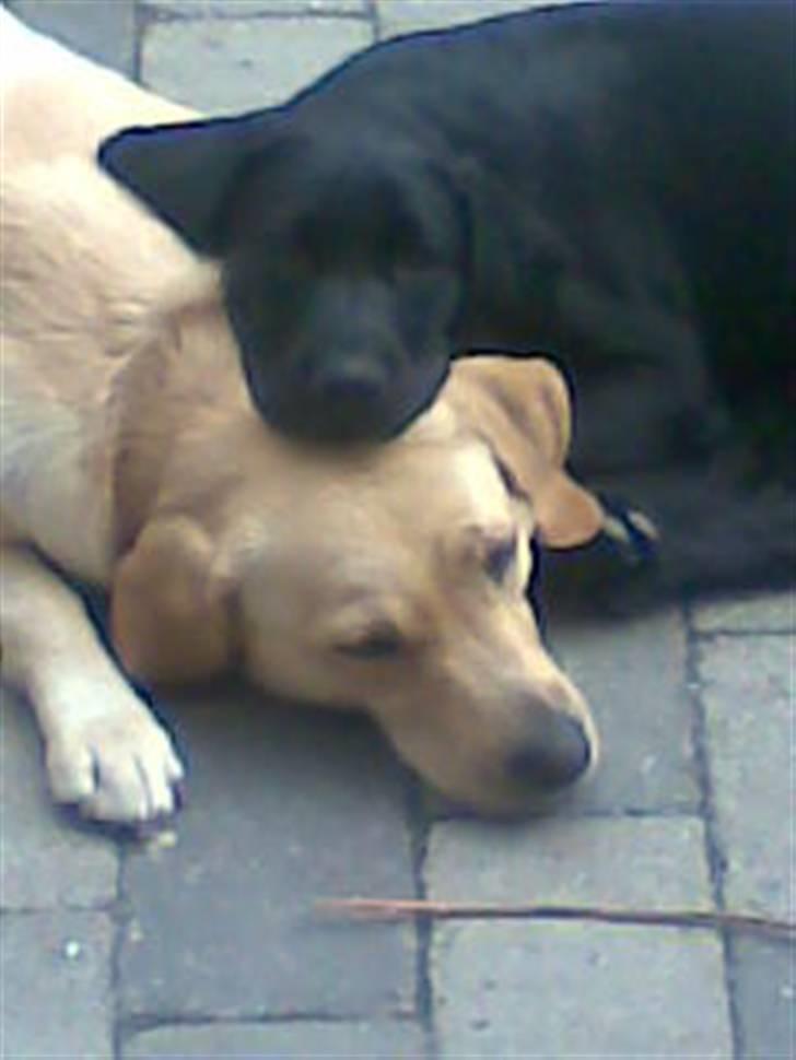 Labrador retriever Charko billede 4