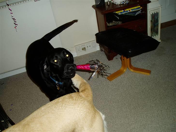 Labrador retriever Charko billede 5