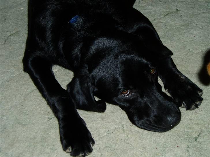 Labrador retriever Charko billede 6