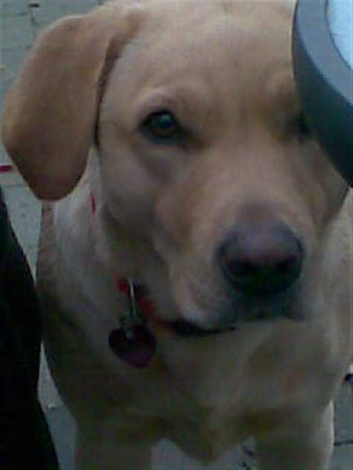 Labrador retriever Chilla billede 9