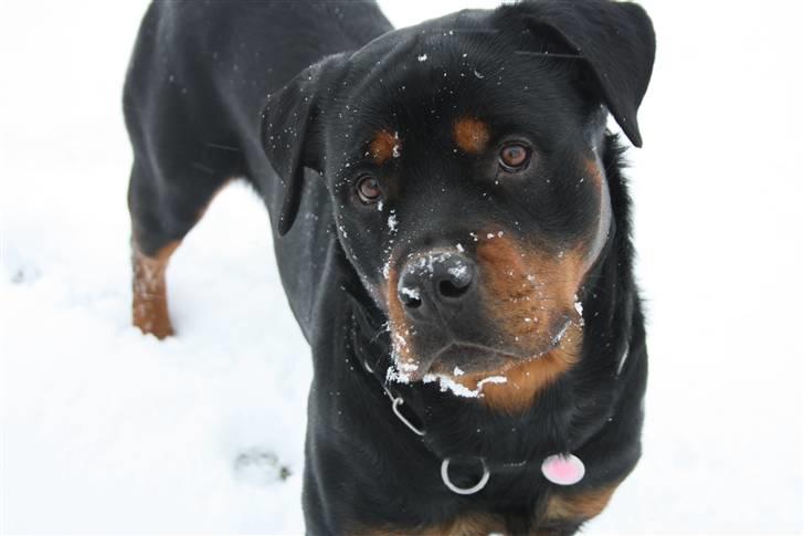 Rottweiler Haiki´s Aica - Aica, 19 mdr: Vinter 2010/11 billede 11