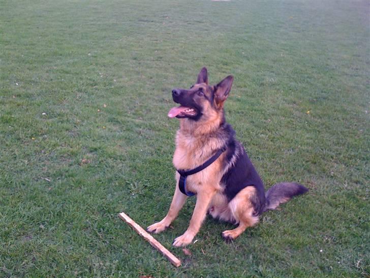 Schæferhund  R.I.P  *Cæsar* billede 6