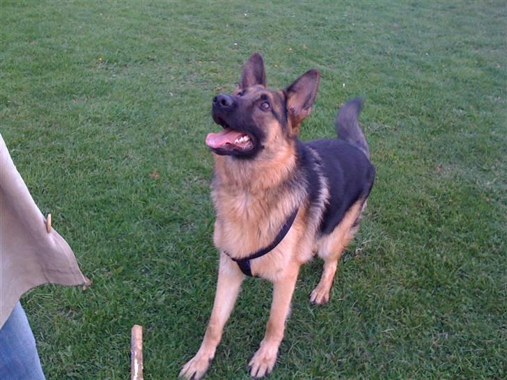 Schæferhund  R.I.P  *Cæsar* billede 7