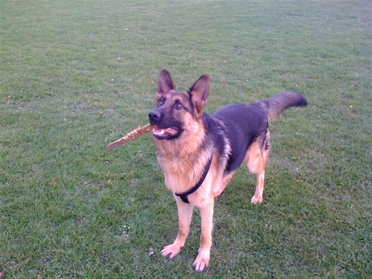 Schæferhund  R.I.P  *Cæsar* billede 8