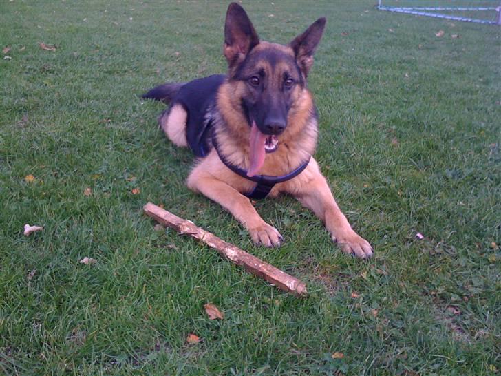 Schæferhund  R.I.P  *Cæsar* billede 9