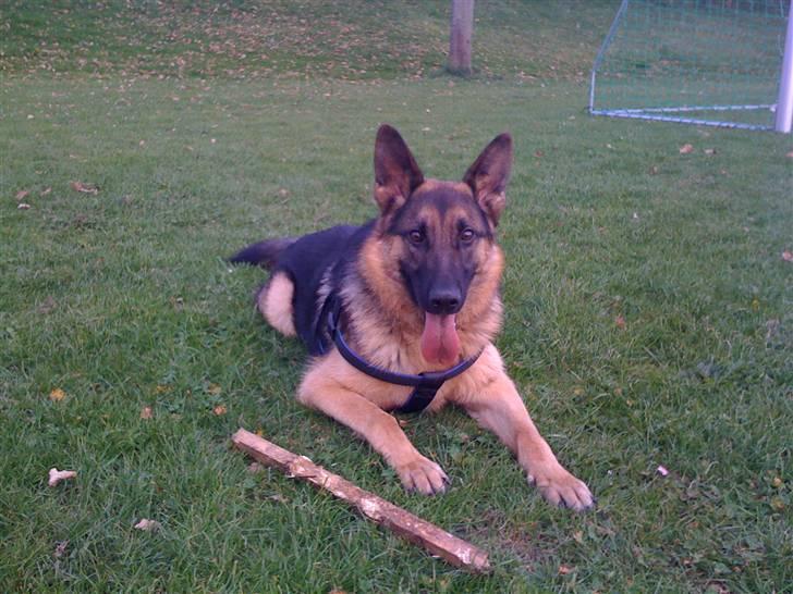 Schæferhund  R.I.P  *Cæsar* billede 10