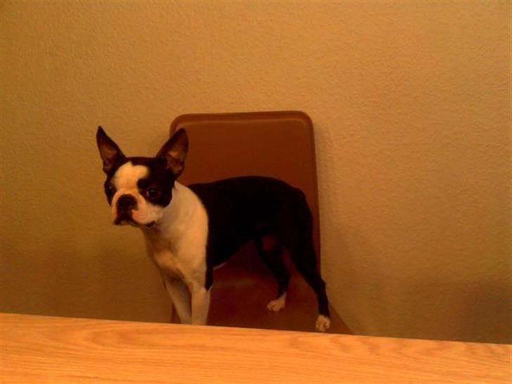 Boston terrier Daisy billede 1