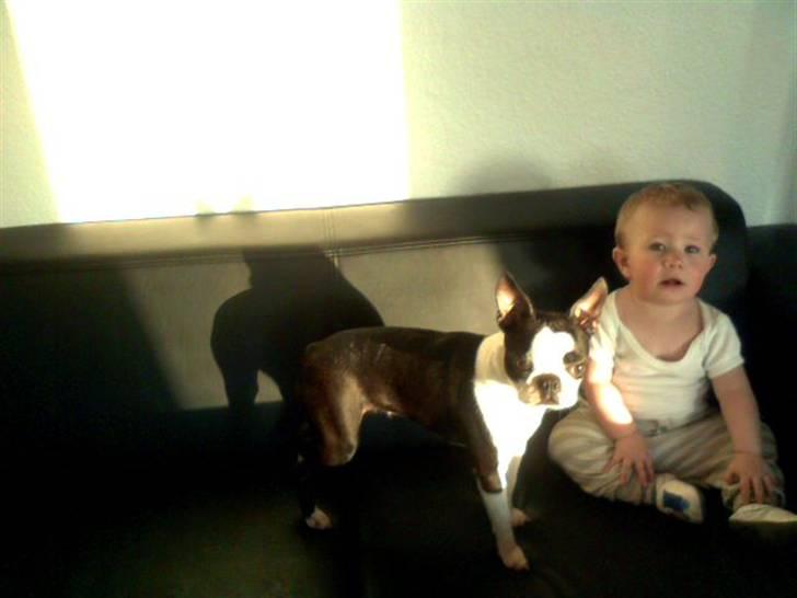 Boston terrier Daisy billede 2