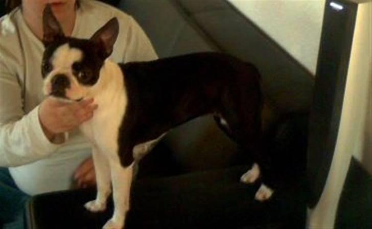 Boston terrier Daisy billede 3