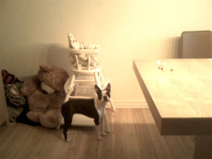 Boston terrier Daisy billede 4