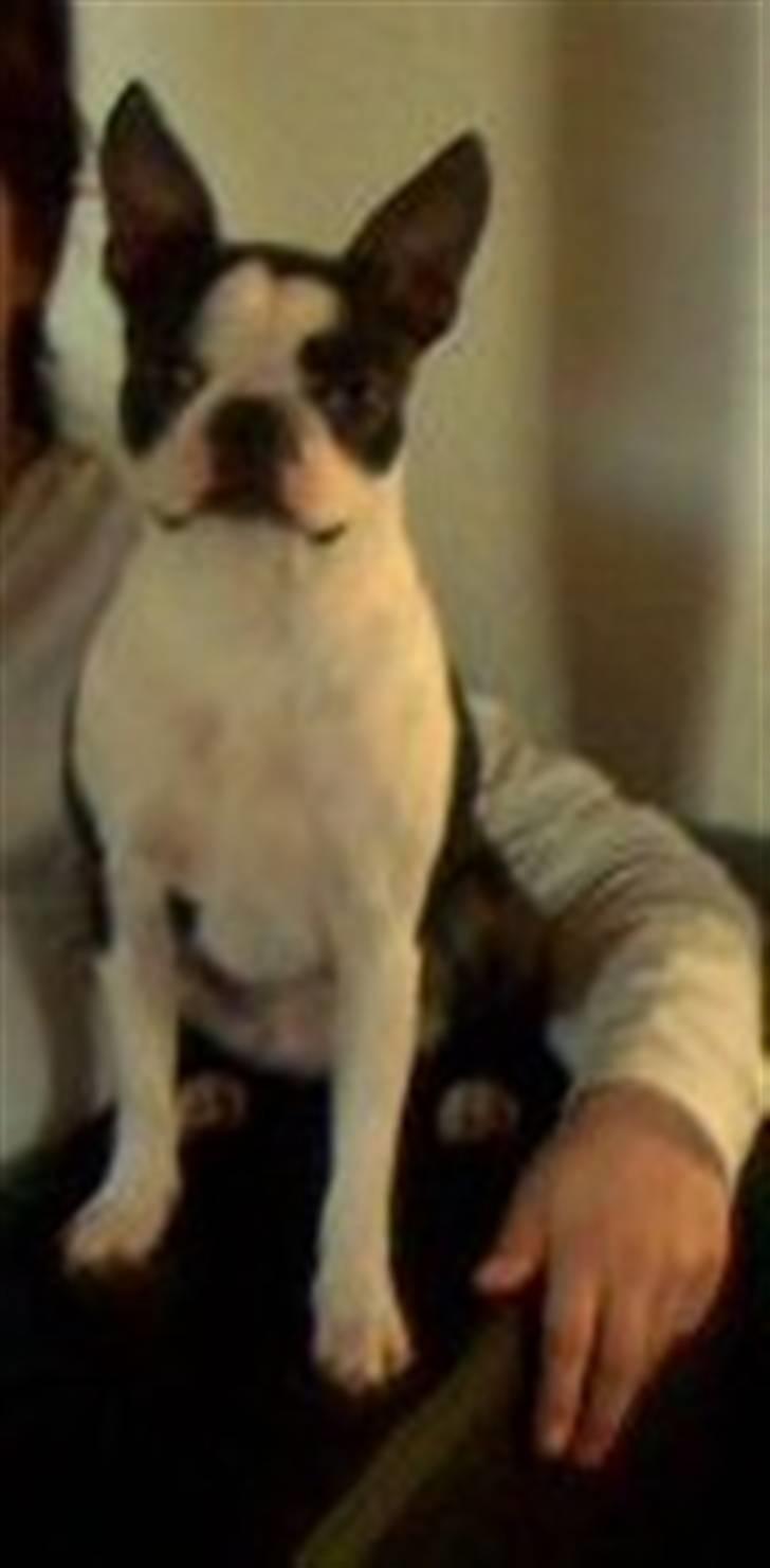 Boston terrier Daisy billede 5