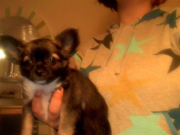 Chihuahua Minnie billede 1