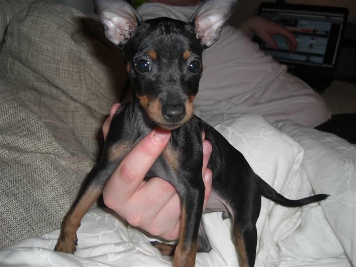 Dvaergpinscher Rødkildes Tigi billede 1