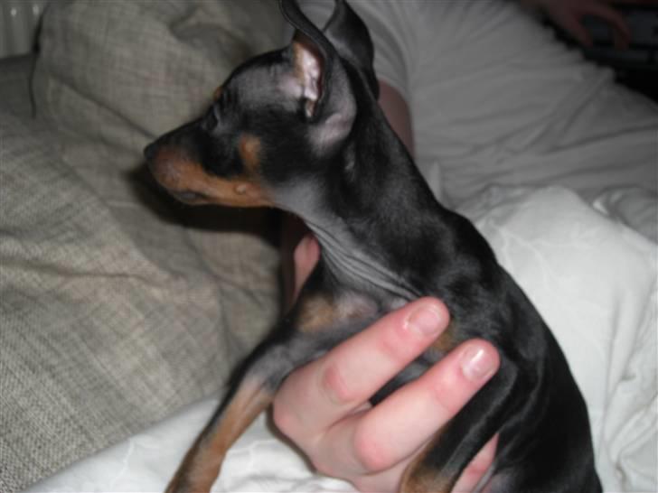 Dvaergpinscher Rødkildes Tigi billede 2