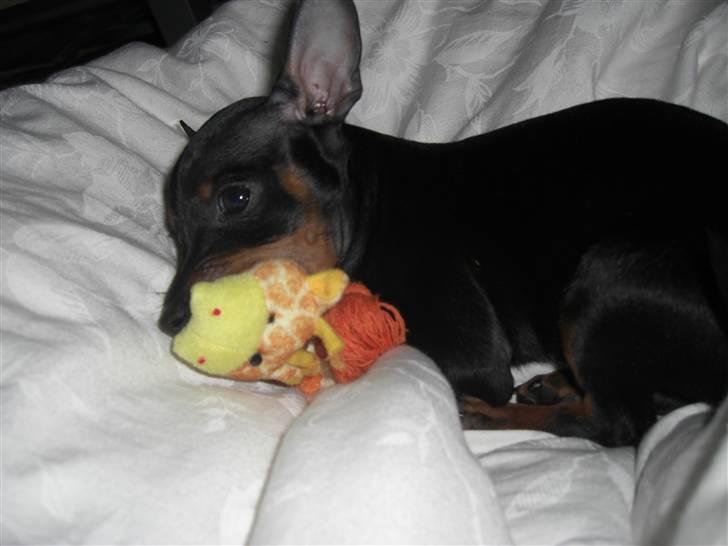 Dvaergpinscher Rødkildes Tigi billede 3