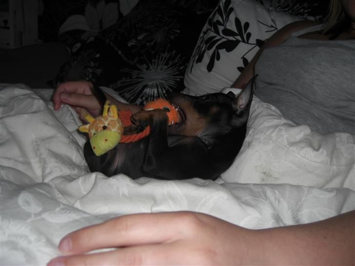 Dvaergpinscher Rødkildes Tigi billede 4