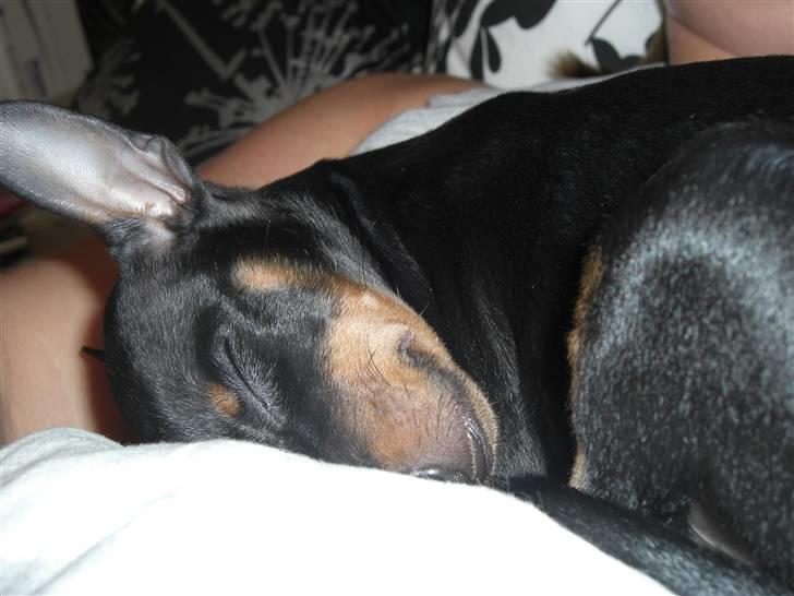 Dvaergpinscher Rødkildes Tigi billede 5