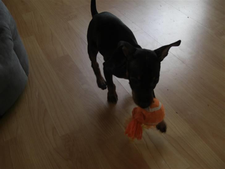 Dvaergpinscher Rødkildes Tigi billede 6