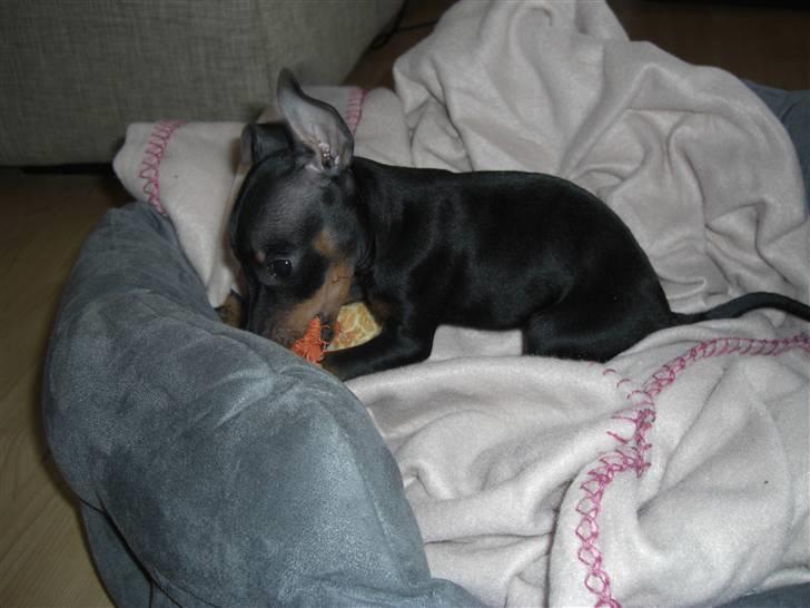 Dvaergpinscher Rødkildes Tigi billede 7