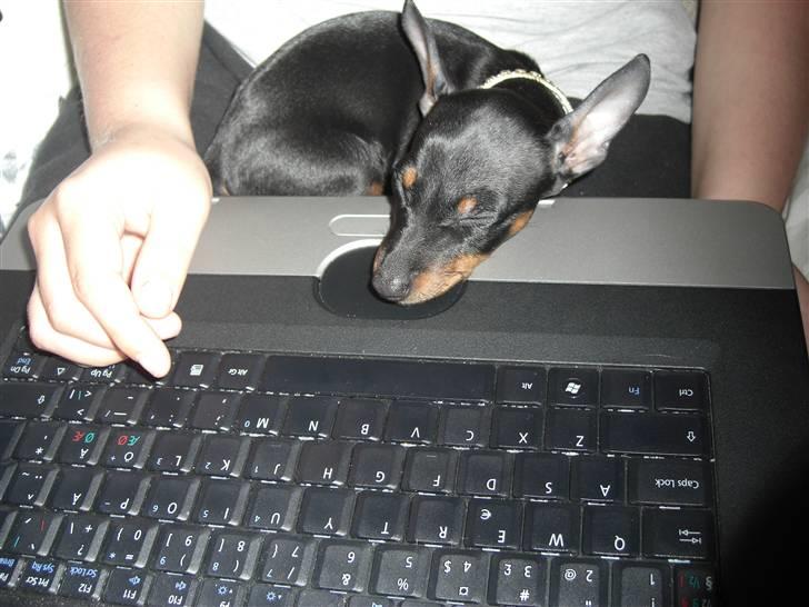 Dvaergpinscher Rødkildes Tigi - Man blir træt når man laver profil på hundegalleri. billede 8