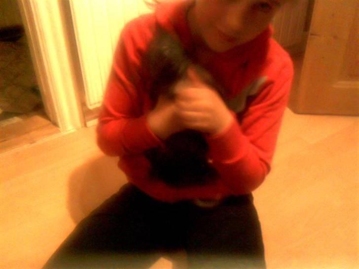 Chihuahua Minnie billede 2