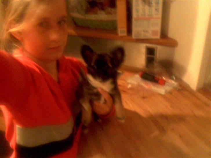 Chihuahua Minnie billede 3