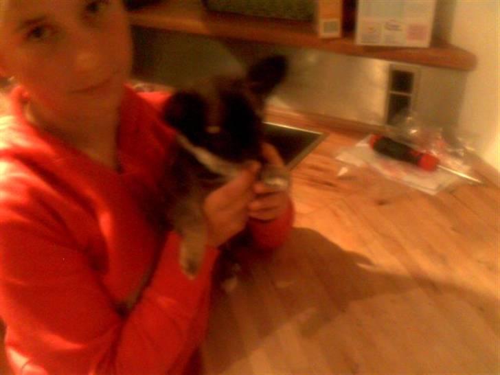 Chihuahua Minnie billede 4