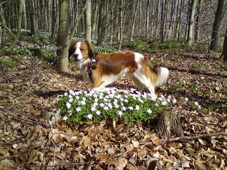 Kooikerhondje Tagas Max - Max modellen xD billede 1