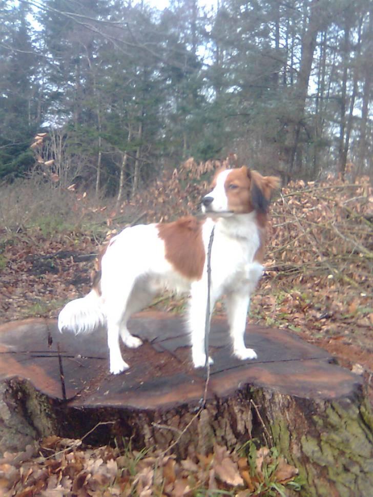 Kooikerhondje Tagas Max - Så konge vi er ;D billede 2