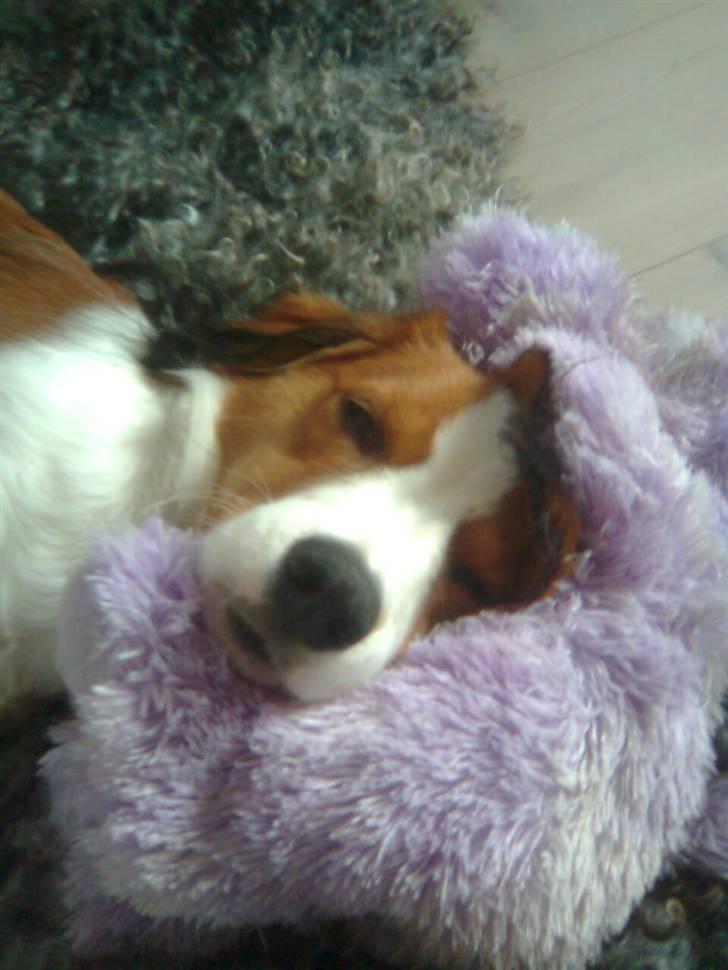 Kooikerhondje Tagas Max - jeg putter altså lige her ;) billede 3