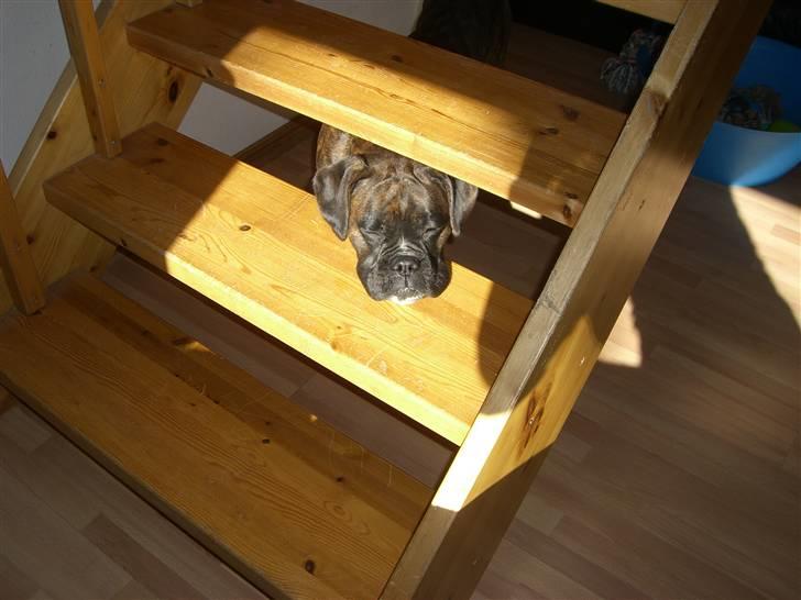 Boxer *Mila* (4/11-07-11/5-09) billede 7