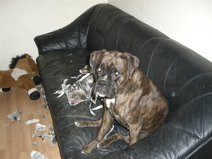 Boxer *Mila* (4/11-07-11/5-09) - Det var altså Felix... Jeg ved godt vi ikke må bide avisen i stykker... billede 8