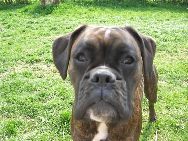 Boxer *Mila* (4/11-07-11/5-09) billede 9