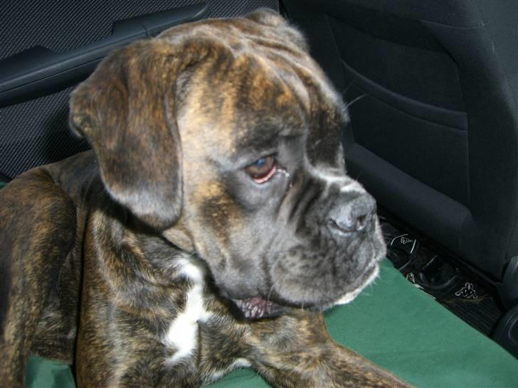 Boxer *Mila* (4/11-07-11/5-09) billede 10