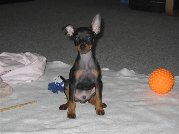 Dvaergpinscher Bastian - Er jeg ikk bare sød :-) billede 4