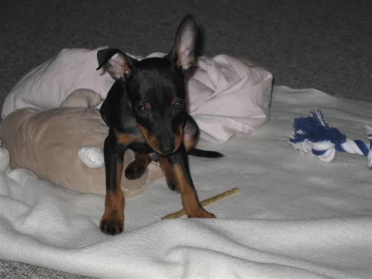 Dvaergpinscher Bastian - Er ved at være træt billede 5