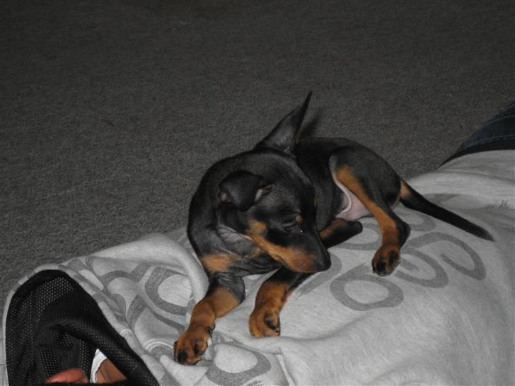 Dvaergpinscher Bastian - Hygger på chr ryg billede 6