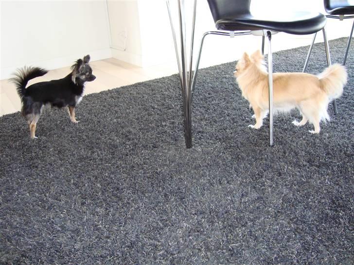 Chihuahua Misha - Misha og futte elsker at lege billede 14