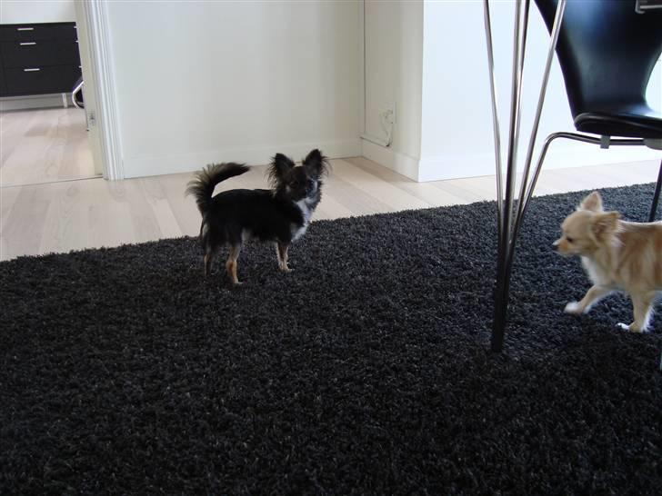 Chihuahua Misha billede 15