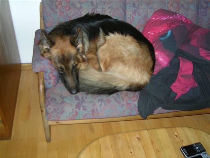 Schæferhund Kato billede 1