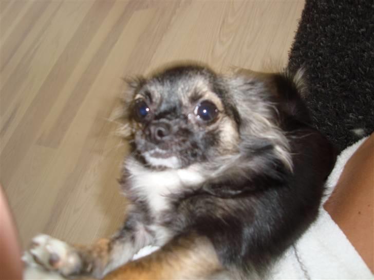 Chihuahua Misha - Uhhh mor hjælp mig billede 16