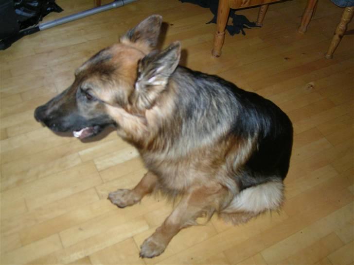 Schæferhund Kato billede 2